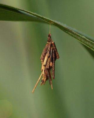 Abbots Bagworm Moth (0454)