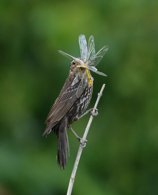Female with Two Dragonflies for Fledglings