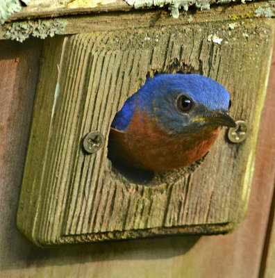Male at Nesting Box