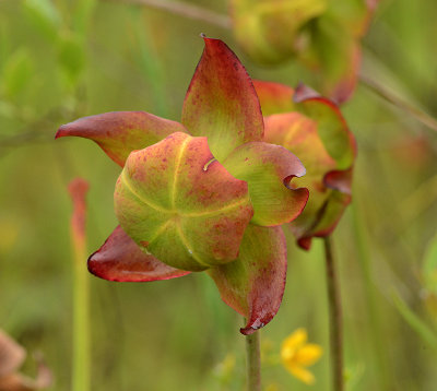 White-topped Pitcher Plant Flower 