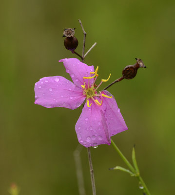 Meadow Beauty 