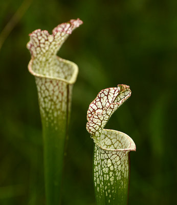 White-topped Pitcher Plants 