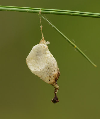 Insect Larval Sac