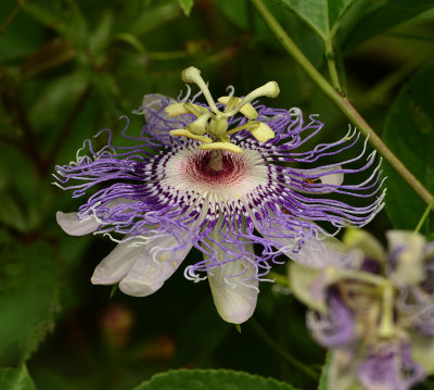 Purple Passion Flower 
