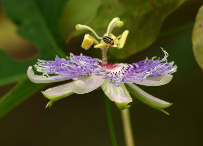 Purple Passion Flower with Cucumber Beetle