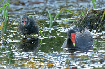 Common Moorhen Adult and Chick
