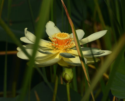 American Lotus 