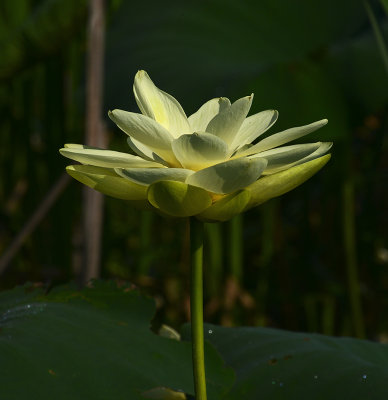 American Lotus 