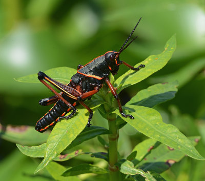 Eastern Lubber Grasshopper 
