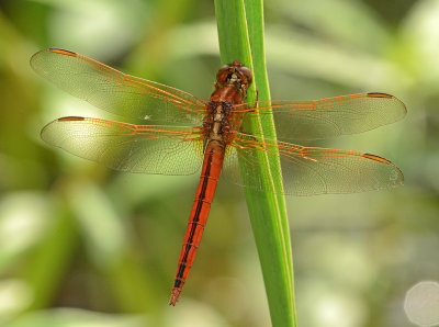 Needham's Skimmer (Male)