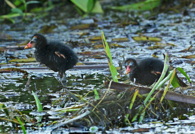 Chicks