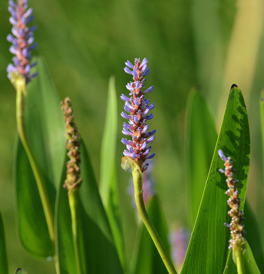 Pickerelweed 