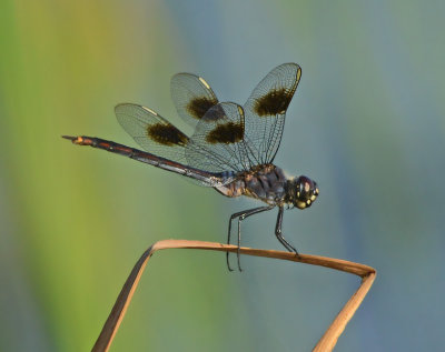 Four-spotted Pennant 