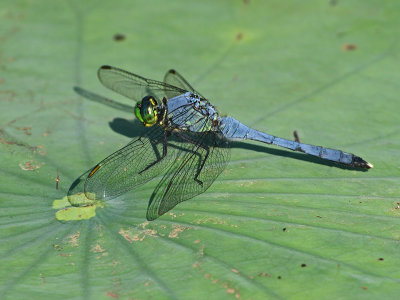 Eastern Pondhawk (Male)