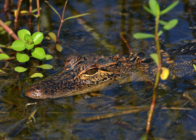 Juvenile Alligator