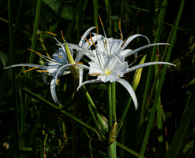Lily, Northern Spider
