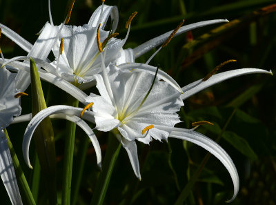 Lily, Spider (Genus Hymenocallis)
