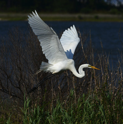 Great Egret 