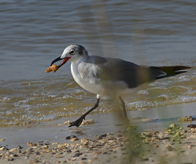 Laughing Gull 