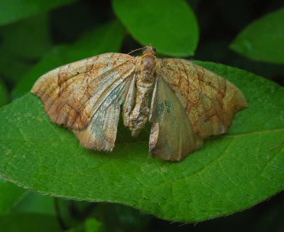 Greater Grapevine Looper Moth (7197)