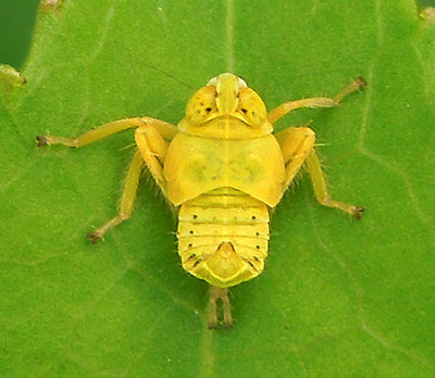 Leafhopper (Coelidia) (Nymph)