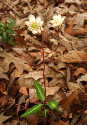 Wintergreen, Spotted