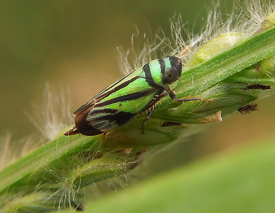 Stirellus bicolor 