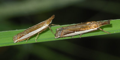 Large-striped Grass-veneer Moth (5369)