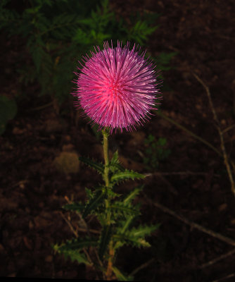 Thistle, Musk