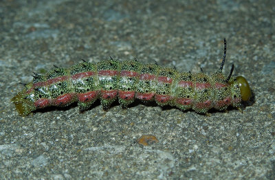 Pink-striped Oakworm Moth Caterpillar (7723)