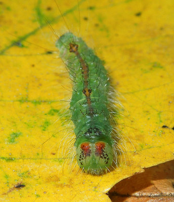 Pleasant Dagger Moth Caterpillar (9227)
