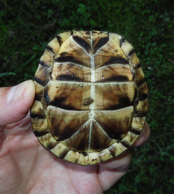 Eastern Box Turtle Plastron