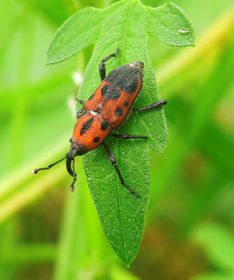 Cocklebur Weevil