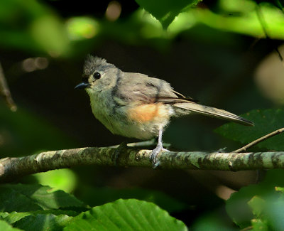 Tufted Titmouse (Juvenile, 1st Year)