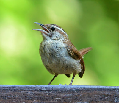 Carolina Wren (Juvenile)