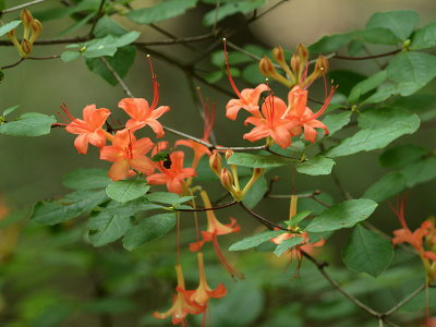 Rhododendron, Carolina