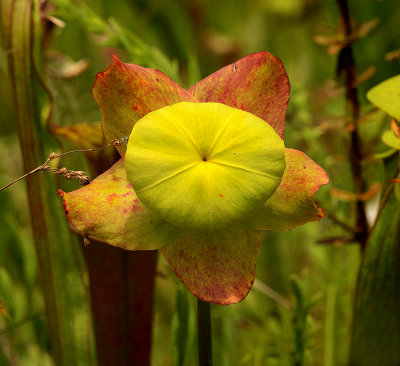 Yellow Pitcher Plant Flower 