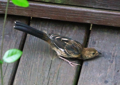 Eastern Towhee (Juvenile)