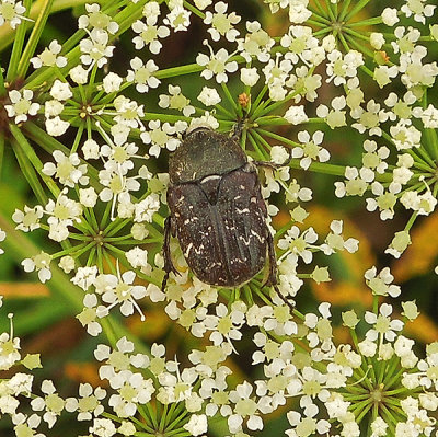 Dark Flower Scarab 