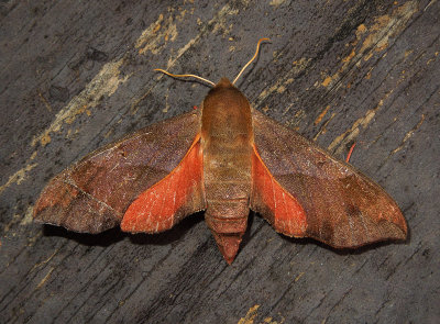 Virginia Creeper Sphinx Moth (7885)