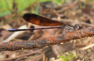 Smoky Winged Dancer 