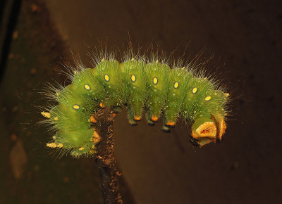 Imperial Moth Caterpillar (7704)