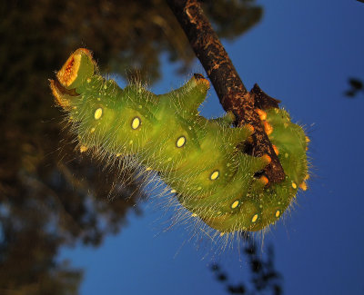 Imperial Moth Caterpillar (7704)
