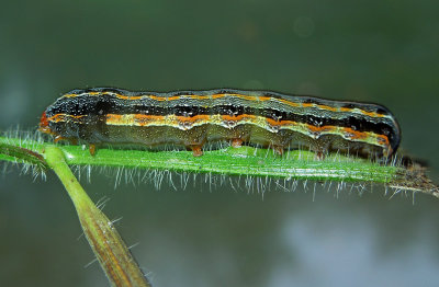 Southern Armyworm Moth Caterpillar (9672)