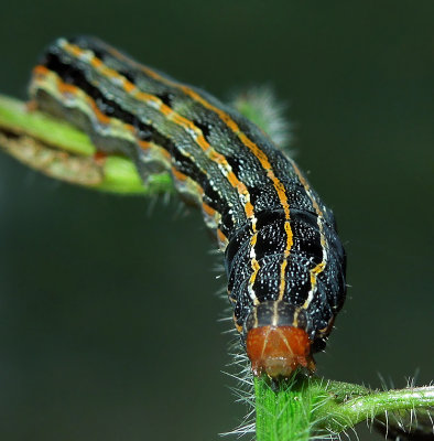 Southern Armyworm Moth Caterpillar (9672)