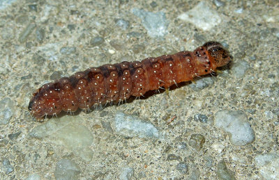 Dagger Moth Caterpillar