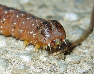 Dagger Moth Caterpillar