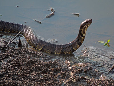 Eastern Cottonmouth Juvenile