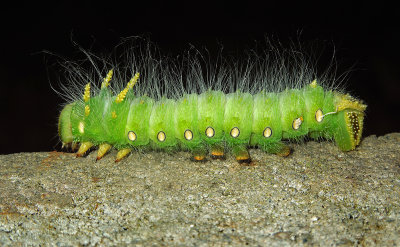 Imperial Moth Caterpillar (7704)