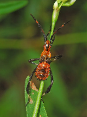 Leaf-footed Bug Nymph (Acanthocephala)